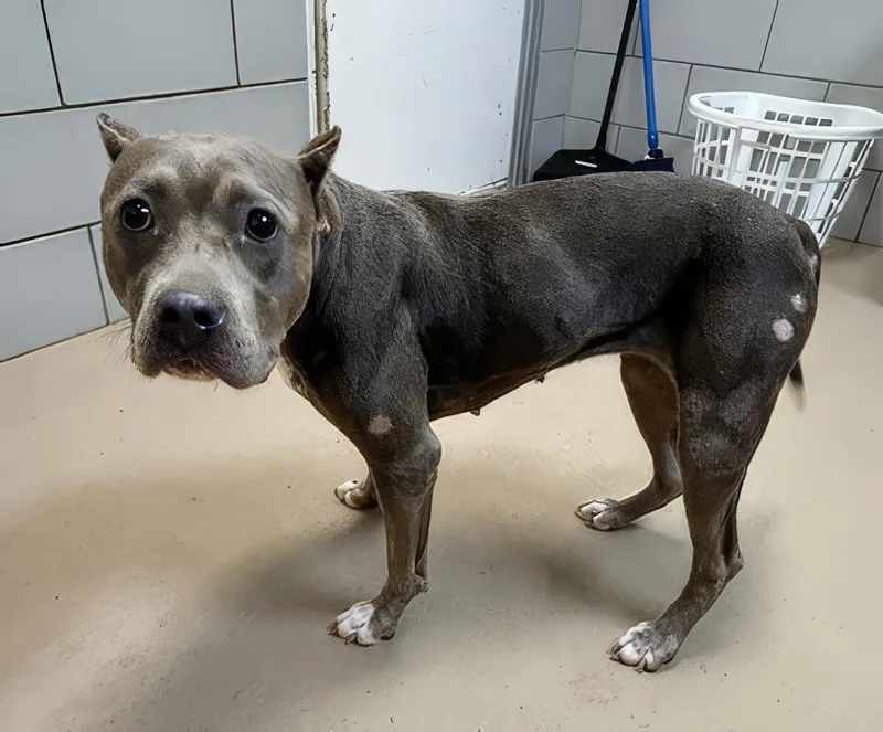 An adult medium-sized female Gray / Blue / Silver Mixed Breed dog named Tiffany for adoption in Nashville, TN