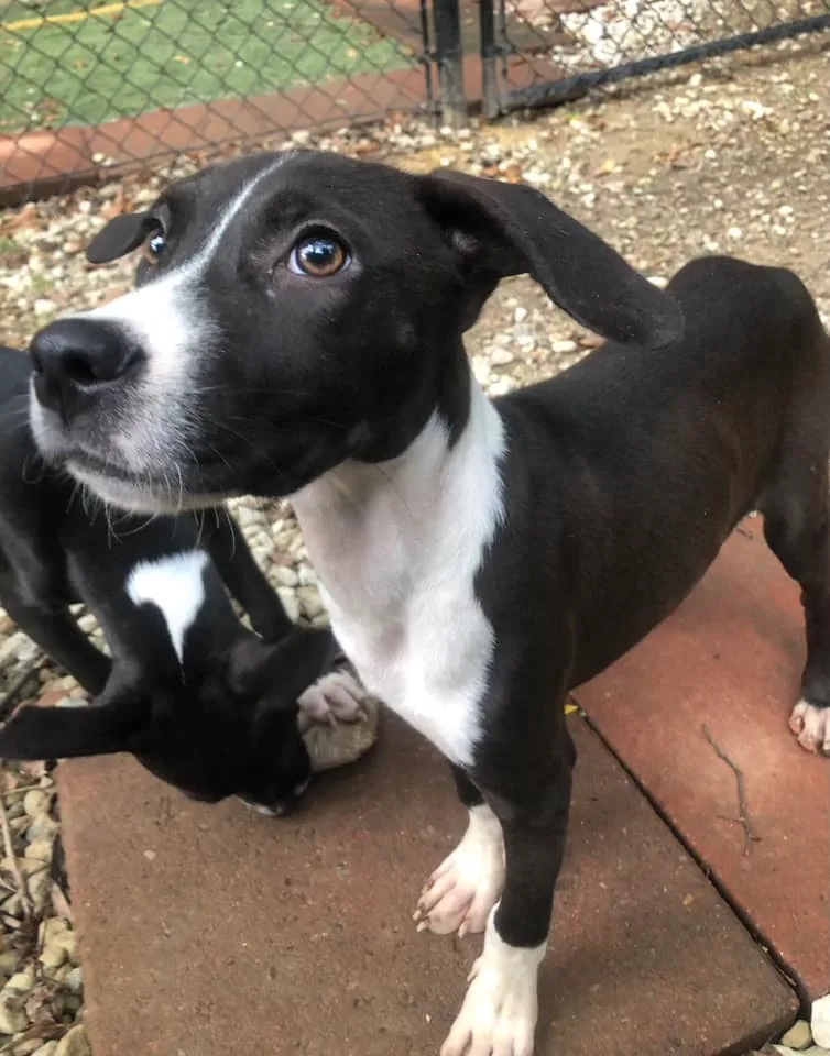 A young small-sized male Terrier dog named Hank Jr for adoption in Irmo, SC