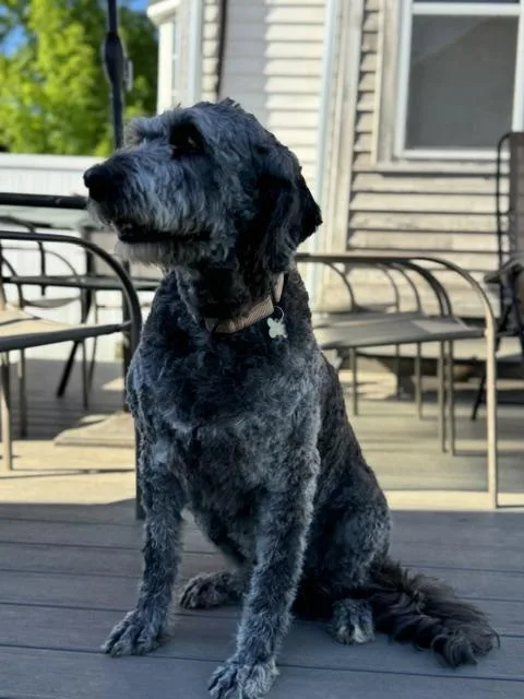 An adult large-sized female Gray / Blue / Silver Labradoodle dog named Stella for adoption in Albany, NY