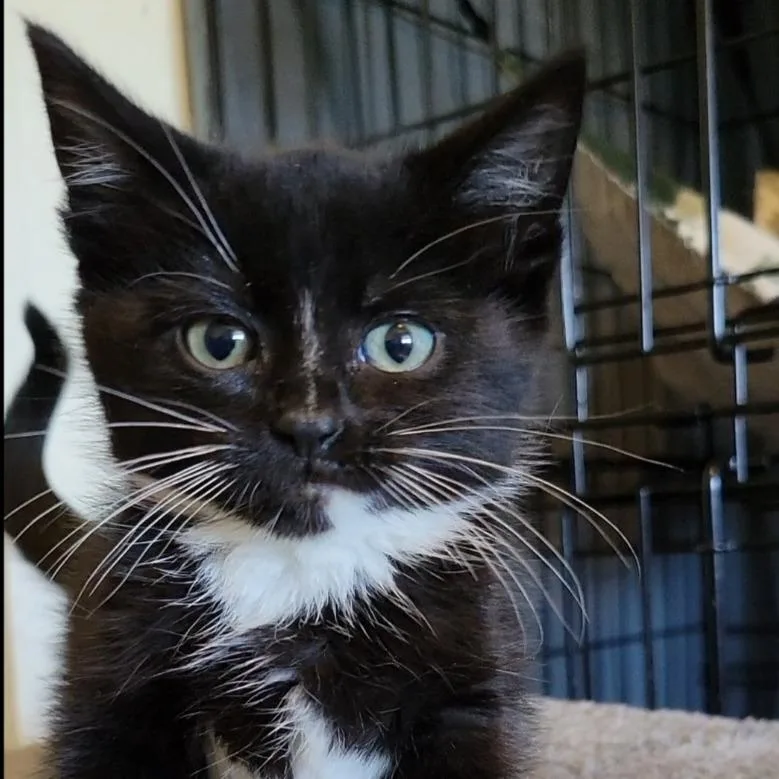 A baby small-sized female Black Domestic Short Hair cat named Bbq Sauce for adoption in Priest River, ID
