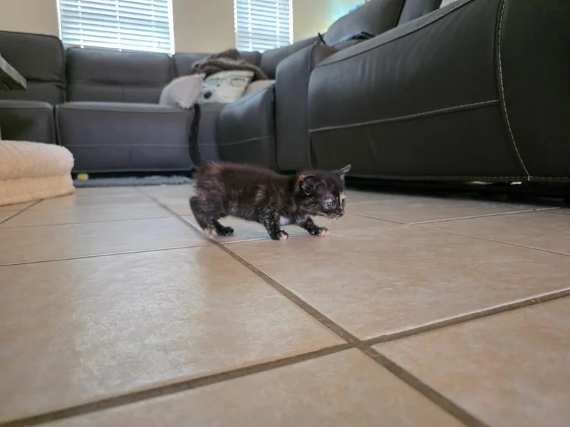 A baby small-sized female Domestic Medium Hair cat named Abilene for adoption in Rockport, TX