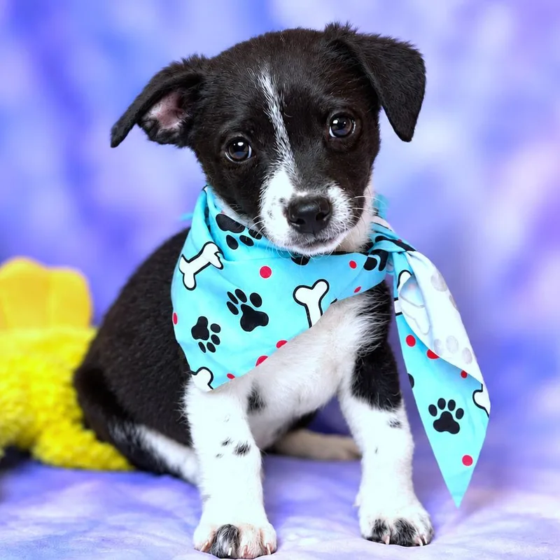 A baby small-sized male Black Chihuahua dog named Wasabi for adoption in Boerne, TX
