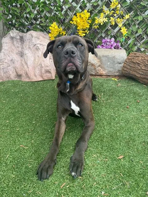 A young medium-sized male Pit Bull Terrier dog named Rubble for adoption in Oklahoma City, OK