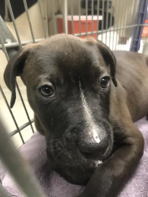 A baby small-sized male Pit Bull Terrier dog named Frogger for adoption in Conroe, TX