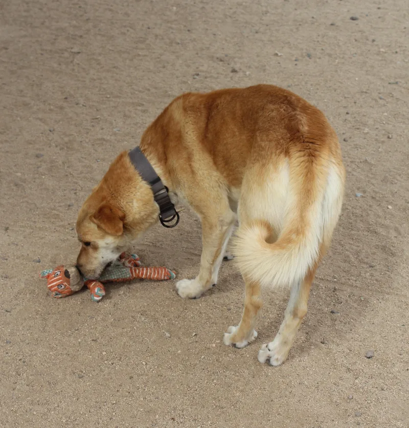 An adult large-sized male Red / Chestnut / Orange Retriever dog named Bulbasaur for adoption in Yucca Valley, CA