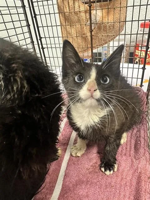 A baby medium-sized female Domestic Short Hair cat named Lottie for adoption in Kalamazoo, MI