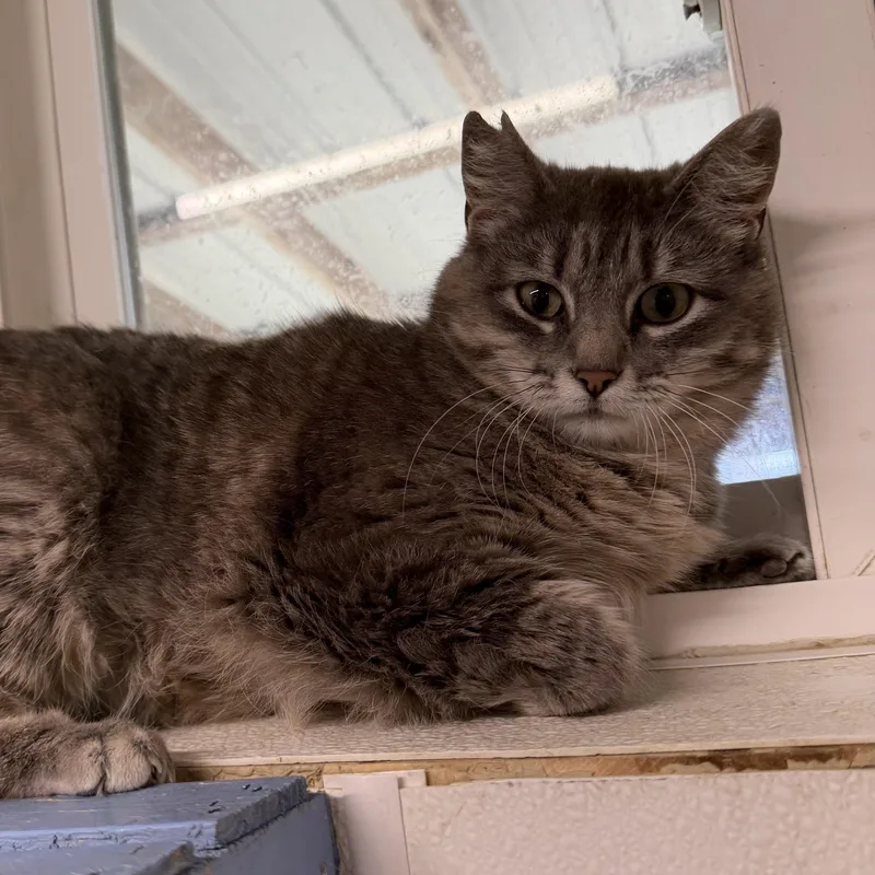 A young medium-sized female Gray / Blue / Silver Domestic Short Hair cat named Rylie for adoption in Spencer, IA