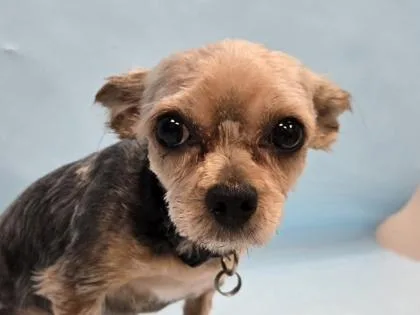 An adult small-sized female Yorkshire Terrier dog named Luna for adoption in Coon Rapids, MN