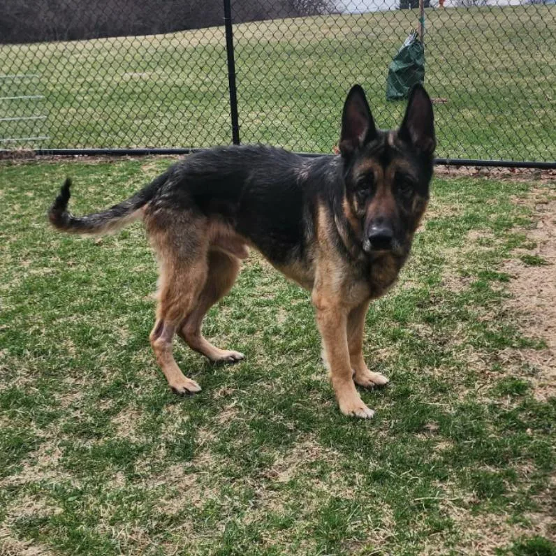 A senior small-sized male Brown / Chocolate German Shepherd Dog dog named Weston for adoption in Coralville, IA
