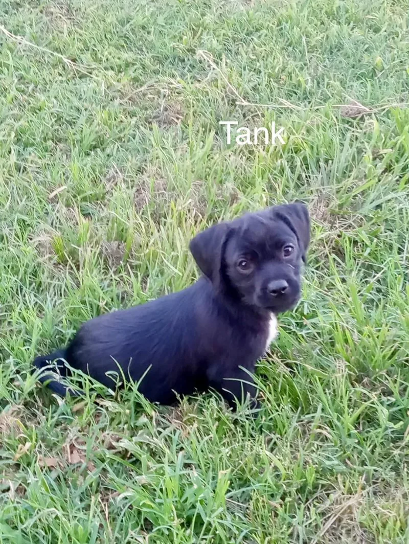 A baby small-sized male Pug dog named Tank for adoption in Welling, OK