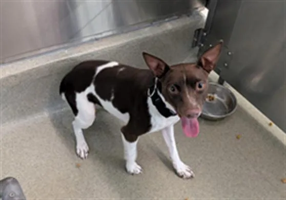 An adult small-sized male Rat Terrier dog named Handsome for adoption in San Martin, CA