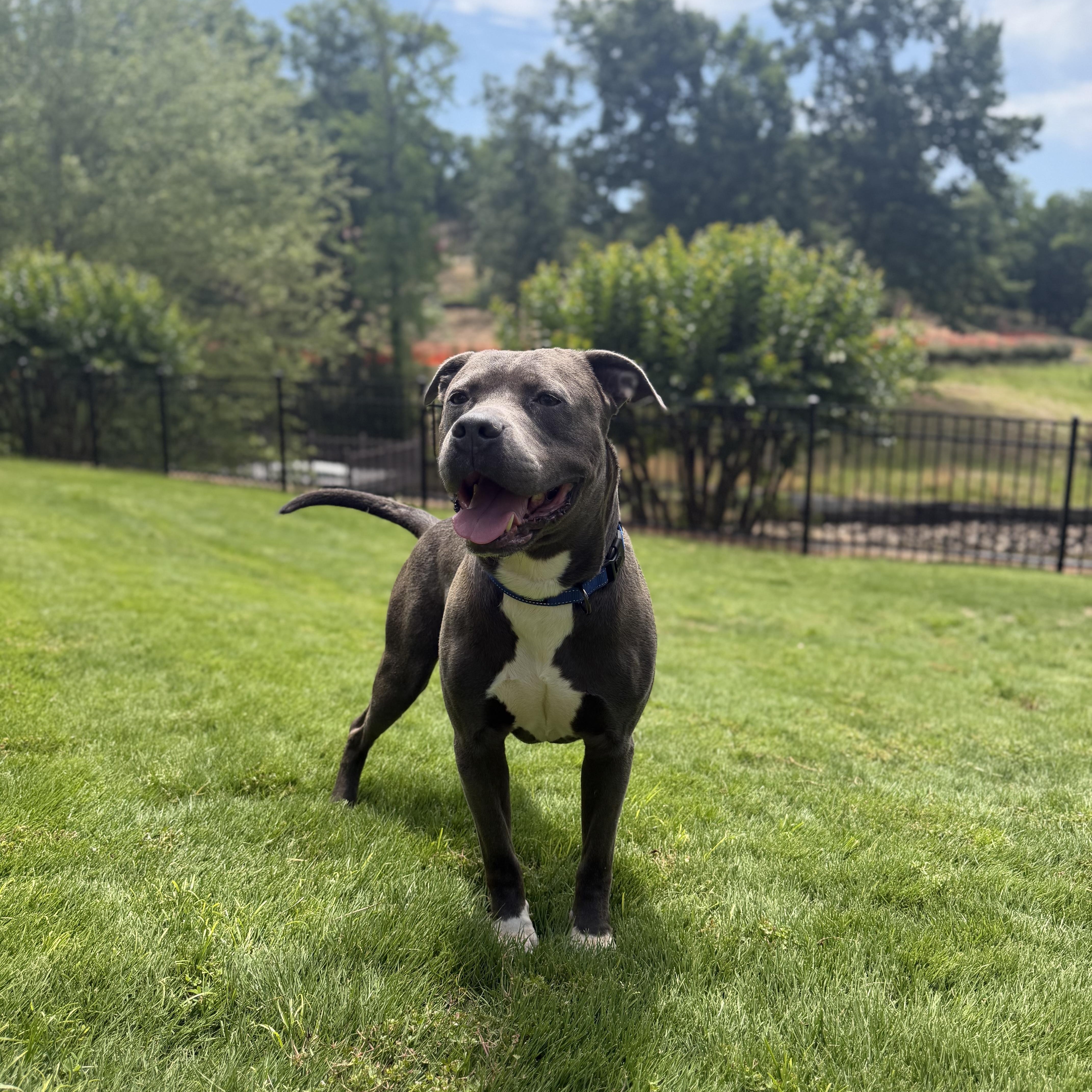 An adult large-sized male Pit Bull Terrier dog named Danny for adoption in Rock Hill, SC