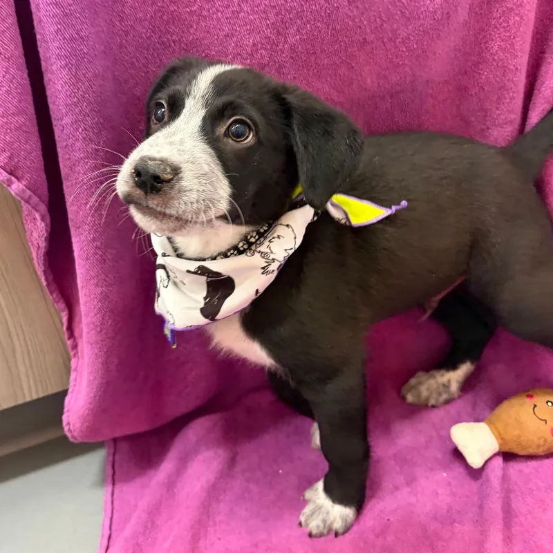 Hank Williams Jr thumbnail 2