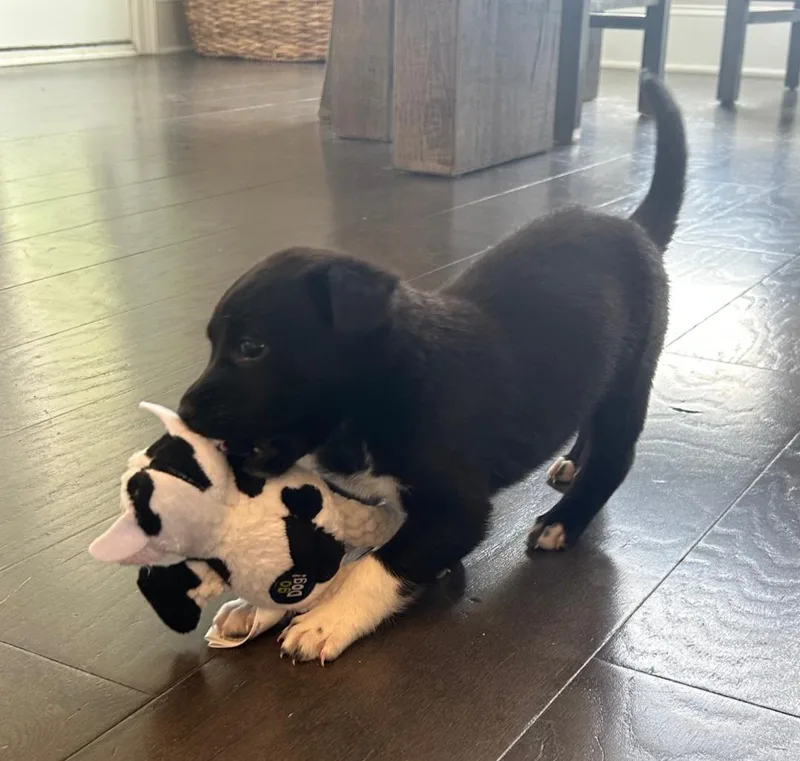 A baby medium-sized female American Staffordshire Terrier dog named Skye for adoption in Holly Springs, NC