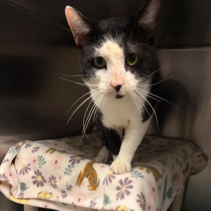 An adult large-sized male Black Domestic Short Hair cat named Crash for adoption in Fredericksburg, VA