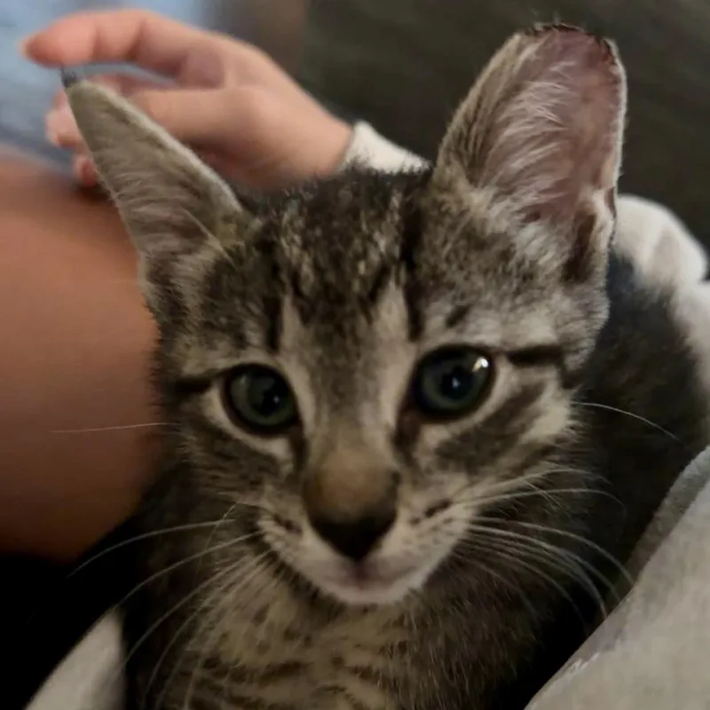 A baby small-sized female Tabby (Buff / Tan / Fawn) Domestic Short Hair cat named Cheeky Talk for adoption in Richmond, VA