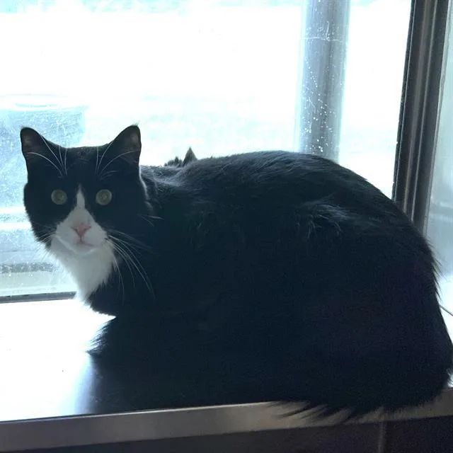 A young small-sized male Domestic Short Hair cat named Silas for adoption in Methuen, MA