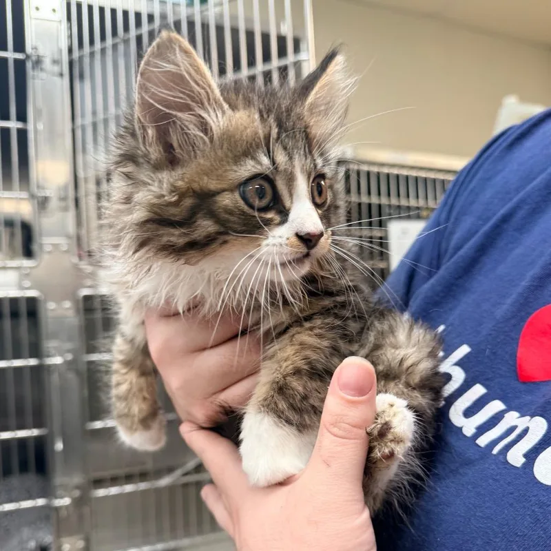A baby small-sized male Brown / Chocolate Domestic Long Hair cat named Lord Baguette for adoption in Indianapolis, IN