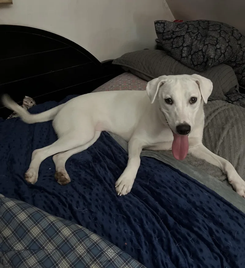 A young medium-sized female White / Cream Labrador Retriever dog named Story for adoption in Brunswick, ME