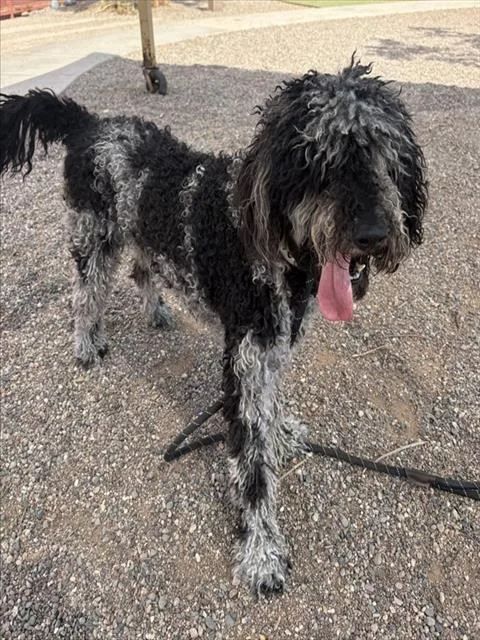 A young large-sized male Poodle dog named Pizza for adoption in Phoenix, AZ