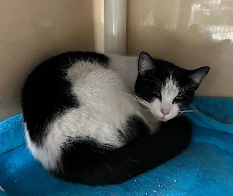 A baby medium-sized female Domestic Short Hair cat named Britney for adoption in Washington Court House, OH