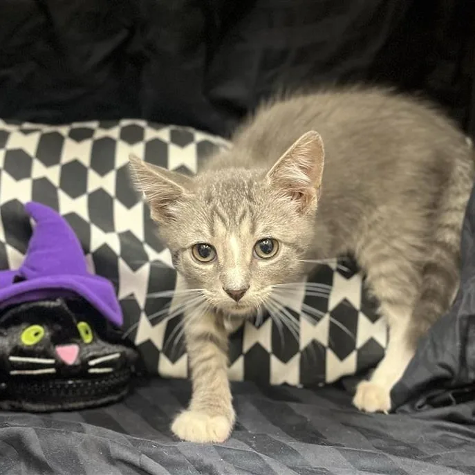 A baby medium-sized female Tabby (Gray / Blue / Silver) Domestic Medium Hair cat named Marie for adoption in Prince Frederick, MD