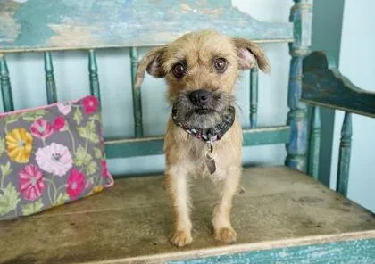 An adult small-sized female Border Terrier dog named Frito for adoption in San Antonio, TX