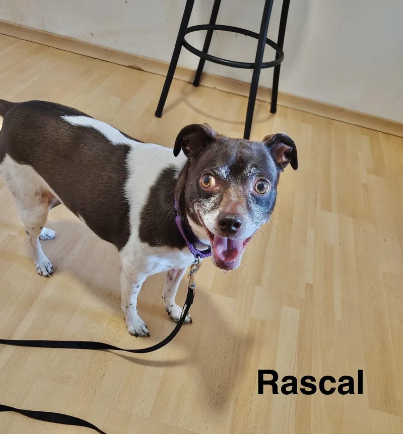 An adult medium-sized male Chihuahua dog named Rascal for adoption in Manchester, CT