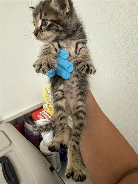 A baby small-sized male Domestic Short Hair cat named Mint for adoption in Bakersfield, CA