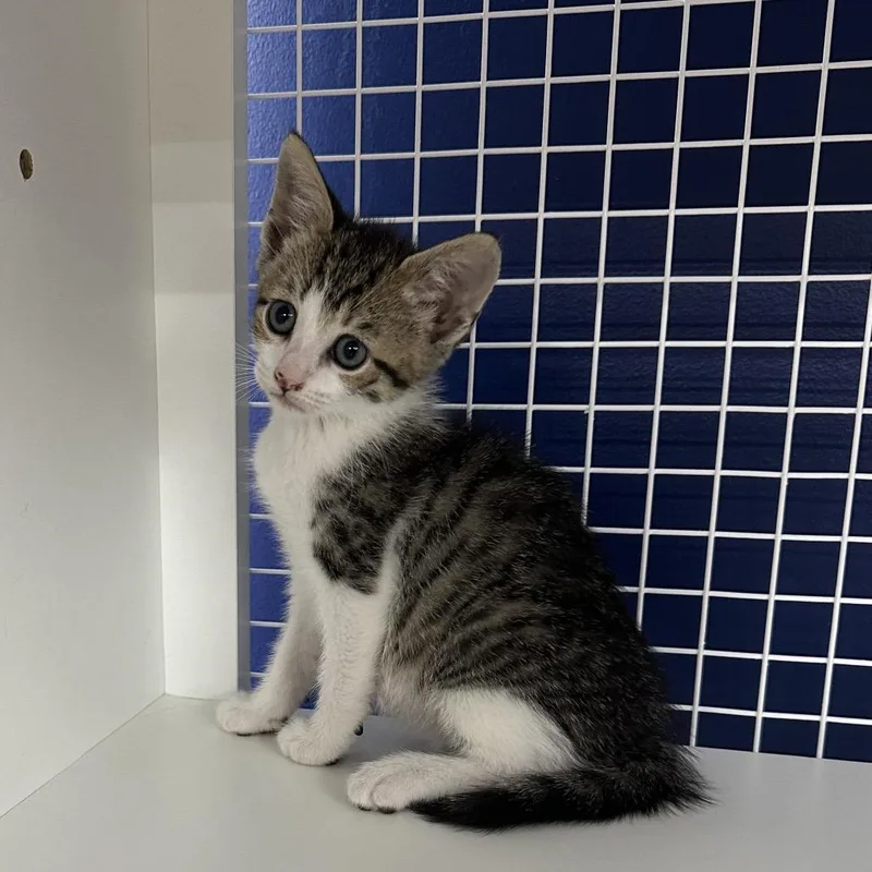 A baby small-sized male Gray / Blue / Silver Domestic Short Hair cat named Orion for adoption in Danbury, CT