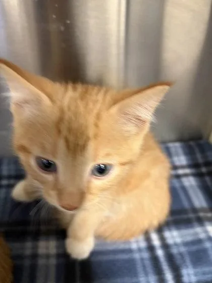 A baby small-sized male Domestic Short Hair cat named Nice for adoption in Atlanta, GA
