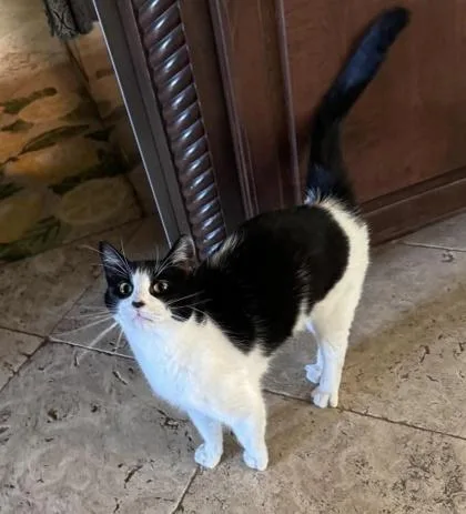 Moo Meow thumbnail 2