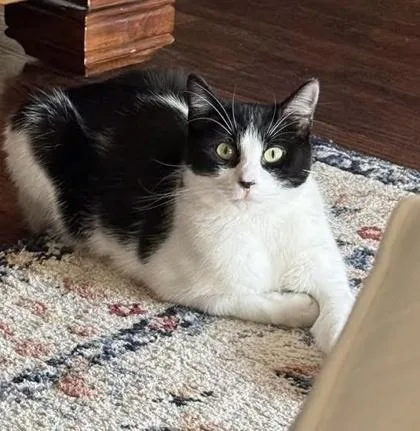 Moo Meow thumbnail 3