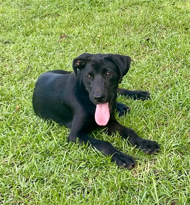 A baby medium-sized male Labrador Retriever dog named Creed for adoption in Augusta, ME