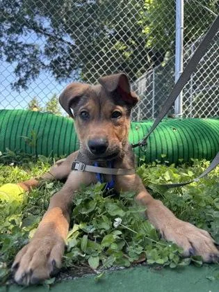 A baby medium-sized male Mixed Breed dog named Jiff for adoption in West Chester, PA