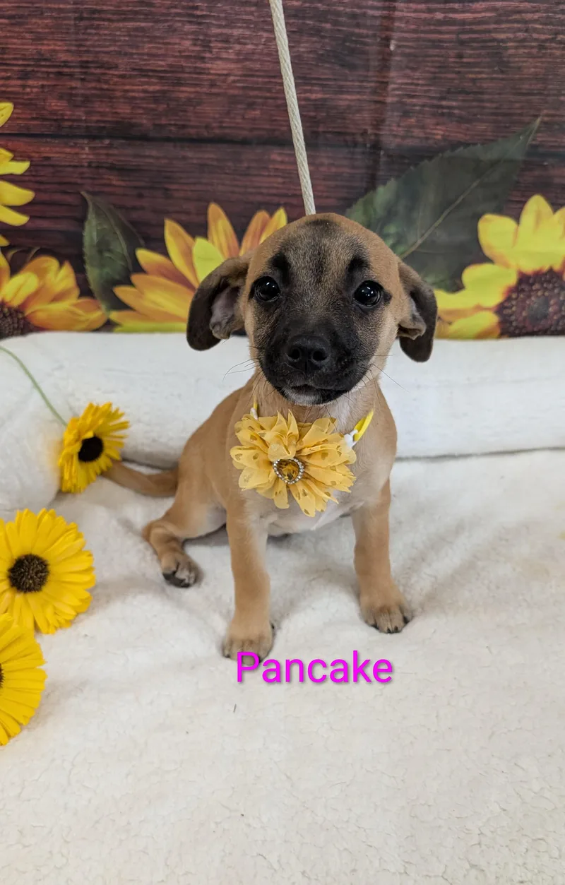Pancake thumbnail 3