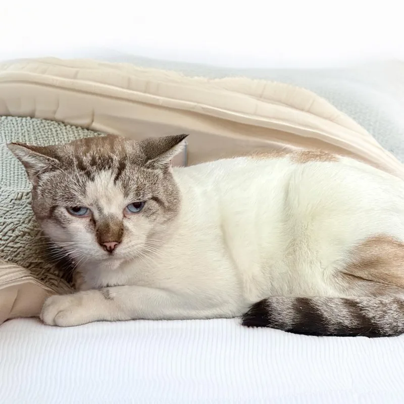 An adult large-sized male Siamese cat named Roscoe for adoption in Long Beach, CA