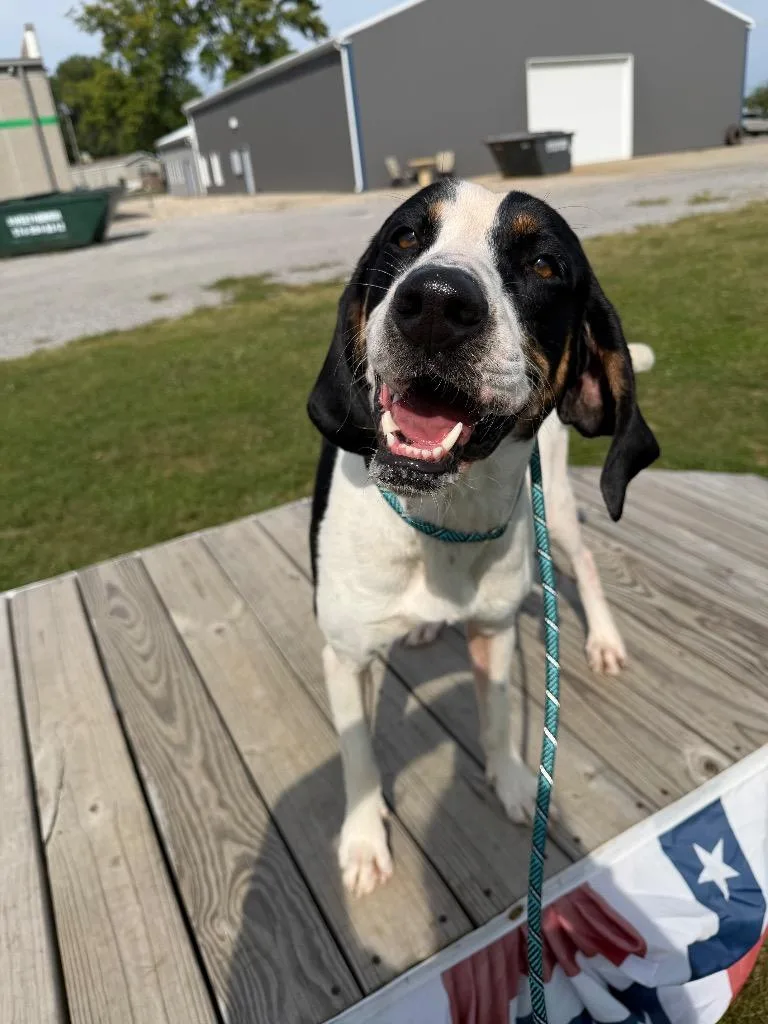 A young large-sized male Coonhound dog named Buster for adoption in Pierceton, IN