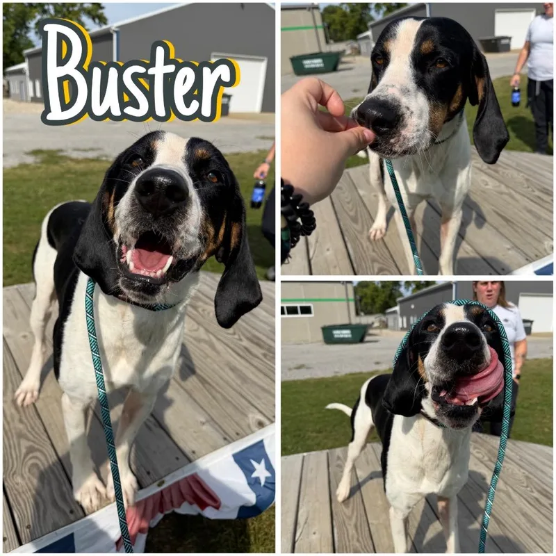 Buster thumbnail 4