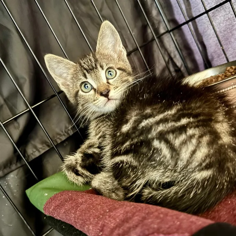 A baby small-sized male Gray / Blue / Silver Domestic Short Hair cat named Jerry for adoption in Fredericksburg, TX