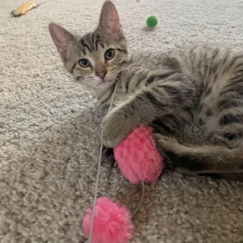 A baby medium-sized male Tabby (Buff / Tan / Fawn) Domestic Short Hair cat named Metallica for adoption in Royal Oak, MI