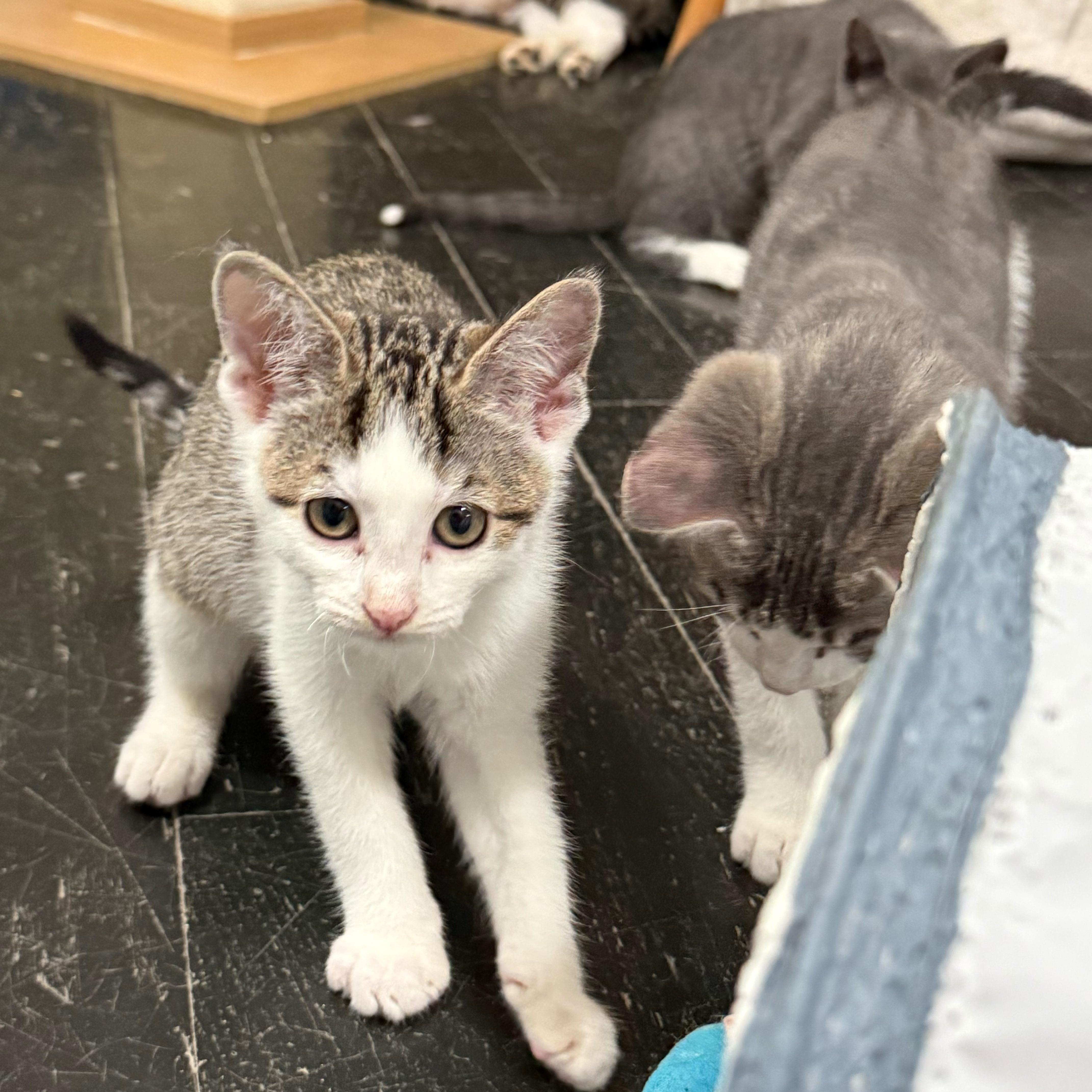 A baby medium-sized female Tabby (Brown / Chocolate) Domestic Short Hair cat named Mulan for adoption in East Brunswick, NJ