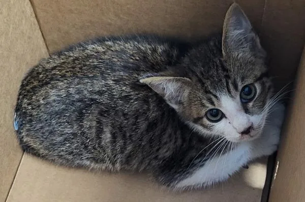 A baby small-sized male Domestic Short Hair cat named Nfc for adoption in Lawrenceville, GA