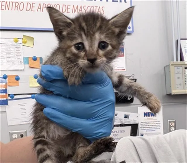 A baby medium-sized male Domestic Short Hair cat named Miami for adoption in Dallas, TX