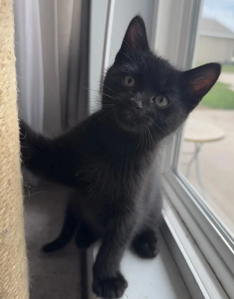 A baby medium-sized male Black Domestic Short Hair cat named Hendrix for adoption in Mason City, IA