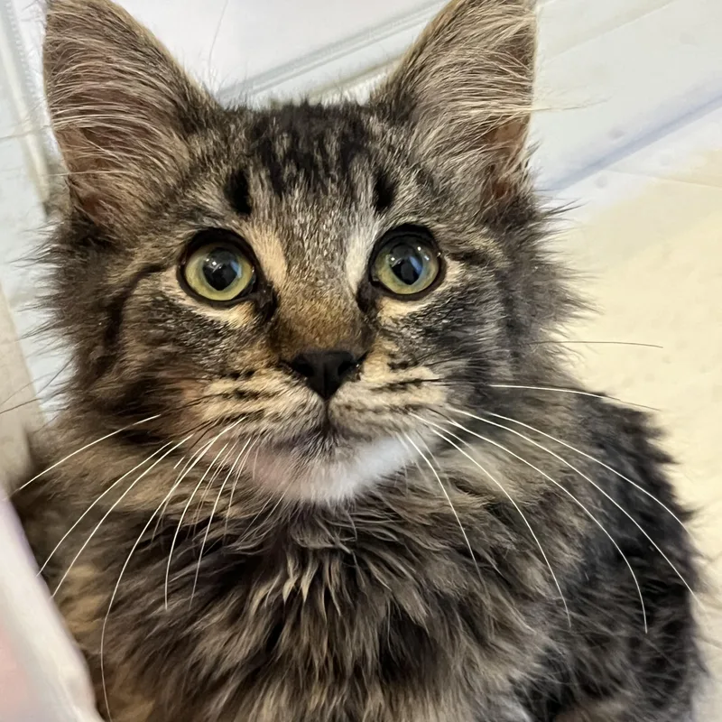 A baby medium-sized male Tabby (Buff / Tan / Fawn) Domestic Medium Hair cat named Omar for adoption in Moline, IL