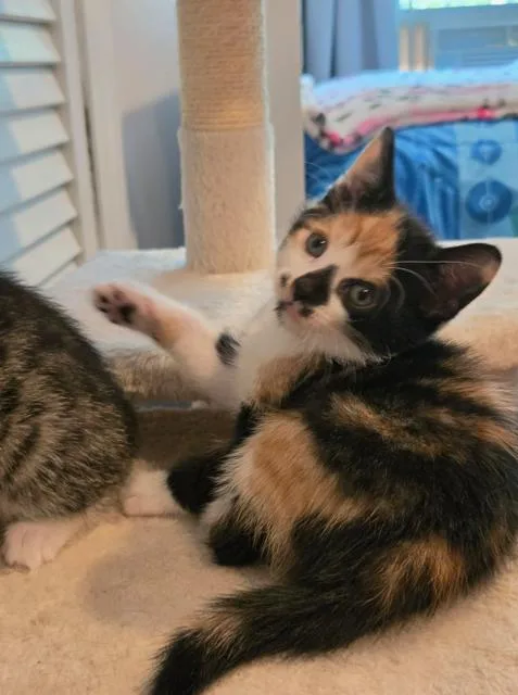 A baby small-sized female Brown / Chocolate Domestic Short Hair cat named Cindy for adoption in Oradell, NJ