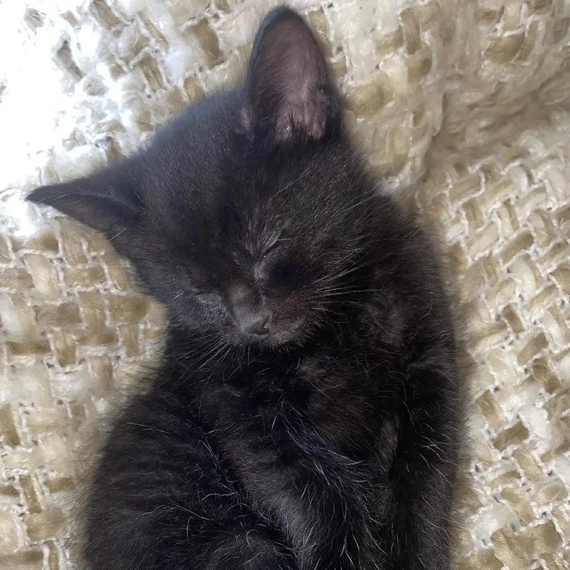 Bramble C thumbnail 2