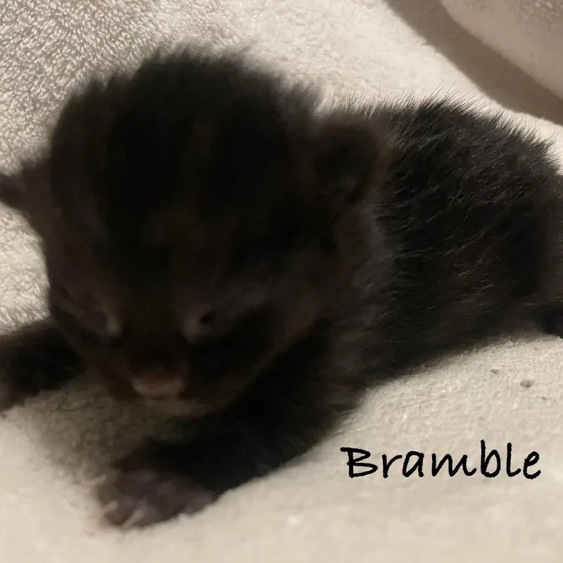 Bramble C thumbnail 3