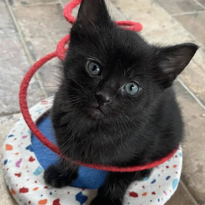 Bramble C thumbnail 4